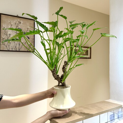 怪桩老桩龙鳞小天使春羽海芋盆栽