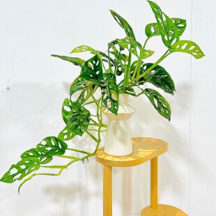 水培洞洞芋龟仙洞盆栽高级感绿植客厅办公室植物四季 好养绿植竹芋