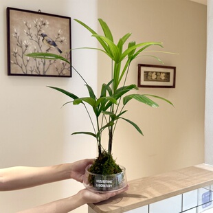 水培好事成双棕竹棕榈苔藓球盆栽盆景室内客厅办公室桌面观叶绿植