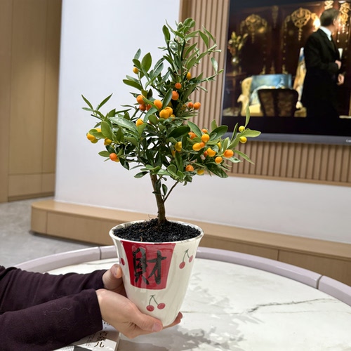 带财福豆金豆年桔年宵花盆栽盆景室内客厅办公室桌面观果花卉绿植