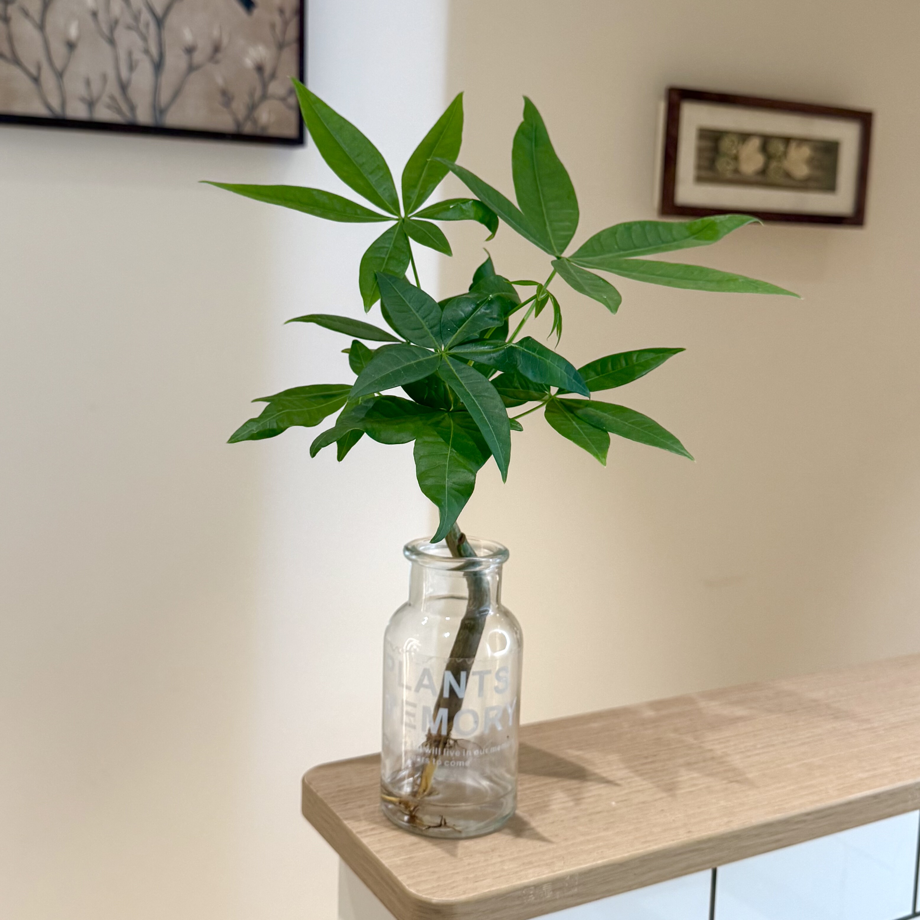 水培单苗奇趣发财树盆栽室内客厅办公室桌面好养四级长青花卉绿植