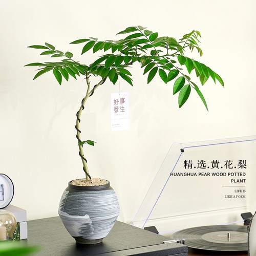 黄花梨盆栽好养活老桩盆景植物