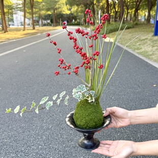 北美冬青带红果苔藓球盆栽盆景室内办公室桌面耐寒喜庆花卉绿植