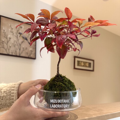 火焰南天竹苔藓球盆栽禅意好养