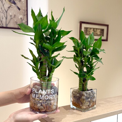 水培步步高富贵竹盆栽