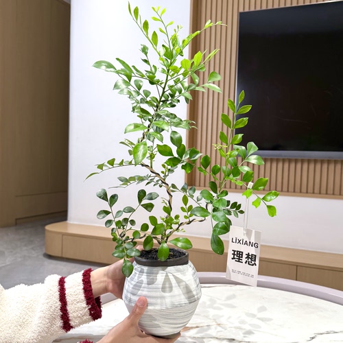 三阳开泰造型九里香盆栽好养绿植