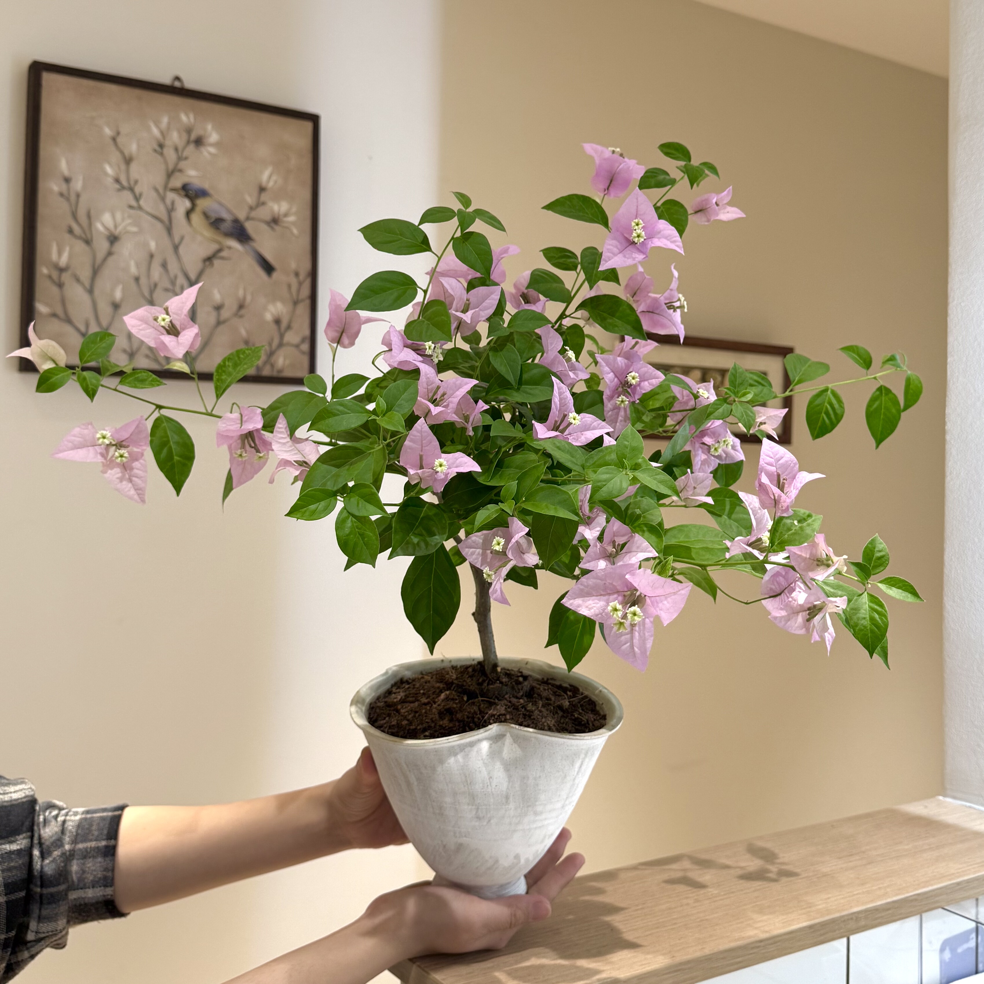 赛佛里绿樱花勤花品种三角梅开花盆栽盆景阳台好养花卉绿植