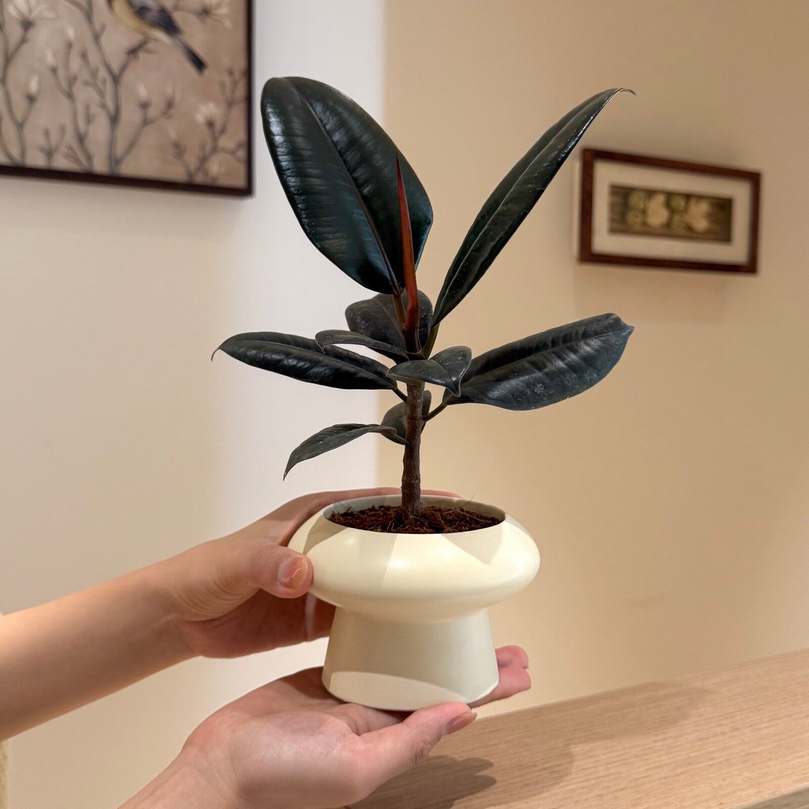 黑金刚橡皮树小盆栽桌面耐旱好养图片