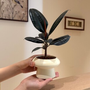 直播优选老桩黑金刚橡皮树盆栽办公室桌面耐旱好养绿植懒人小植物