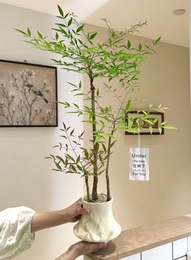 南天竹盆栽禅意茶室高级感绿植
