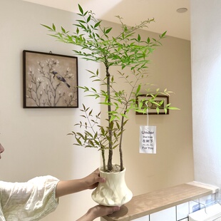 丛林南天竹盆栽客厅阳台植物禅意茶室高级感绿植四季懒人好养耐旱