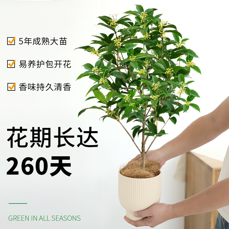 四季桂室外花卉植物带花苞图片