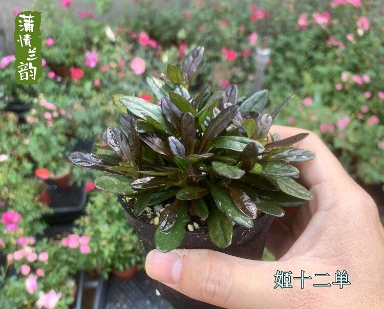姬十二单 花叶筋骨草地被植物 多年生宿根 露天花园庭院别墅地栽
