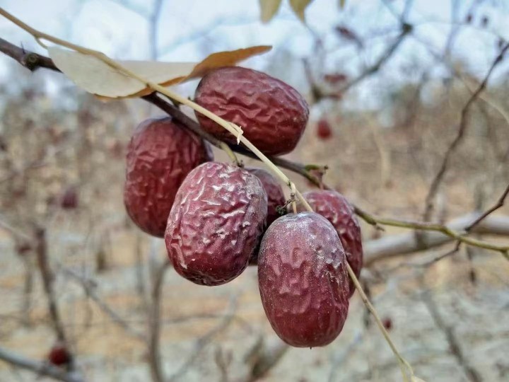 新疆大枣红枣原枣阿克苏若羌原味大灰枣未洗泡茶煲汤干枣2斤包邮