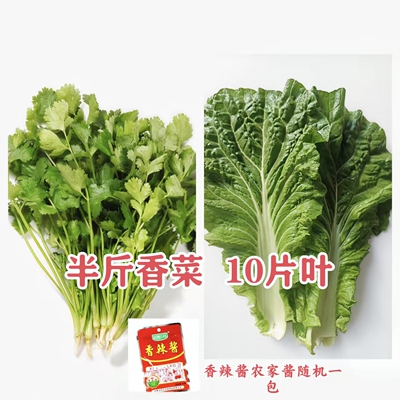 【现摘现发】东北蘸酱菜香菜、白菜叶组合送酱包邮