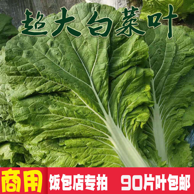 新鲜大白菜叶饭包店商用叶90片