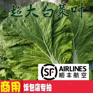 【顺丰航空】东北饭包白菜叶超大叶饭包店专用50片100片包邮