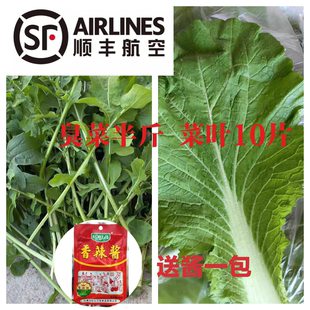 【顺丰空运】东北蘸酱菜臭菜、白菜叶饭包套餐发空运包邮