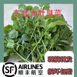 【空运包邮】东北蘸酱菜大叶臭菜掐叶芝麻菜半斤包邮