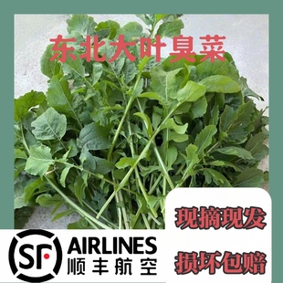 【空运包邮】东北蘸酱菜大叶臭菜掐叶芝麻菜半斤包邮