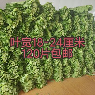【叶小不推荐商用 】东北饭包白菜叶叶宽18-24厘米120片包邮批发