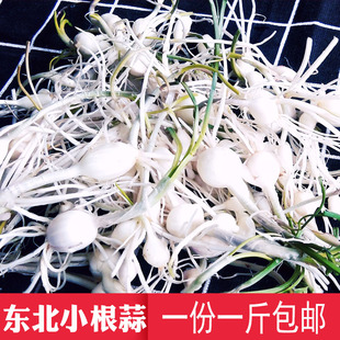 东北蘸酱菜野生山野菜小根菜大脑瓜儿小根蒜蘸酱菜一斤一份包邮