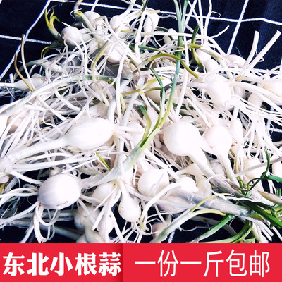 蘸酱菜山野菜大脑瓜儿小根蒜