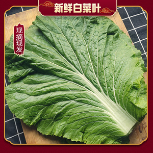 新鲜东北特产白菜叶500g20片