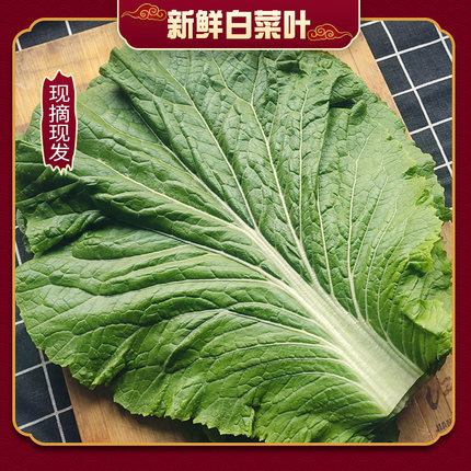 新鲜白菜叶饭包叶东北大白菜叶东北特产大绿白菜叶500g20片
