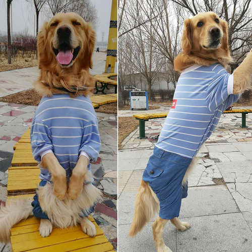大狗狗衣服薄款防掉毛中型大型犬