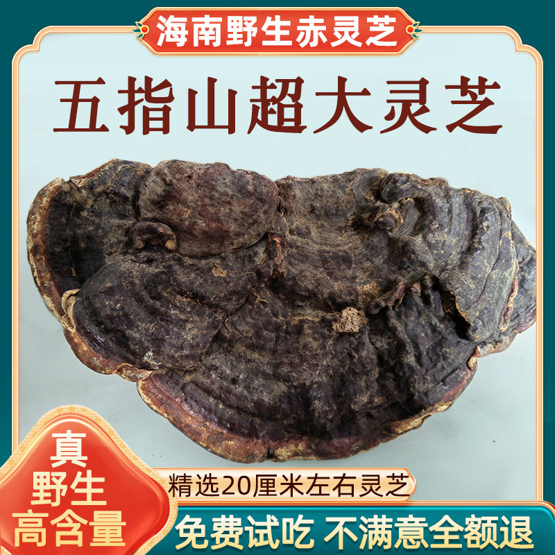 海南正宗纯野生赤灵芝干货正品整枝整朵无柄林芝可切片泡酒一斤装