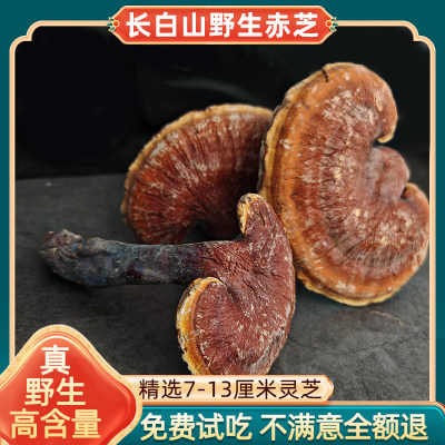 野生灵芝正宗干货泡酒整朵长白山