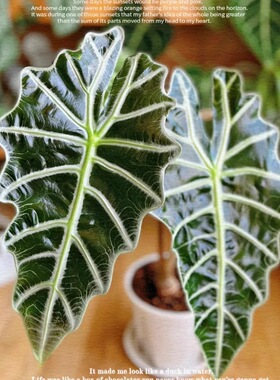 诺比鱼骨海芋ins风网红绿植盆栽室内阳台观叶植物好看