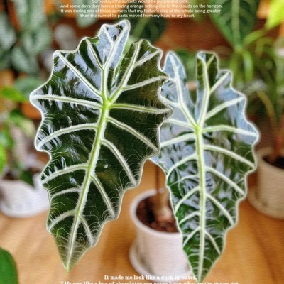 诺比鱼骨海芋ins风网红绿植盆栽室内阳台观叶植物好看