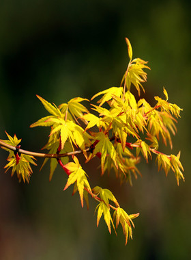 黄金枫 袖锦 1-2米大苗 彩叶枫树日本庭院植物红枫鸡爪槭阳台盆栽