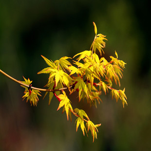 黄金枫 袖锦 1-2米大苗 彩叶枫树日本庭院植物红枫鸡爪槭阳台盆栽