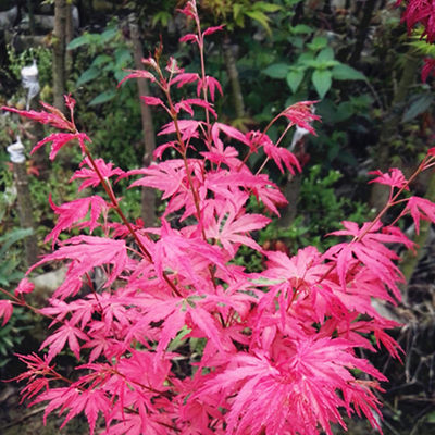 泰勒枫树盆栽花园植物红枫