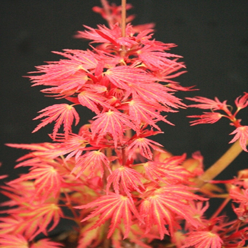 日本枫树 海塞|msdalam kategori penghantaran bunga/bunga simulasi/tumbuhan berkebun, 花园植物/行道树/果树, 观叶 /花灌木 - dari Buy2taobao.com untuk memberikan perkhidmatan ejen Taobao profesional membeli