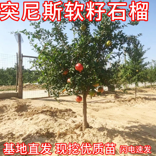 突尼斯软籽石榴树南北方庭院特大号甜石榴树果苗盆栽嫁接苗大土球