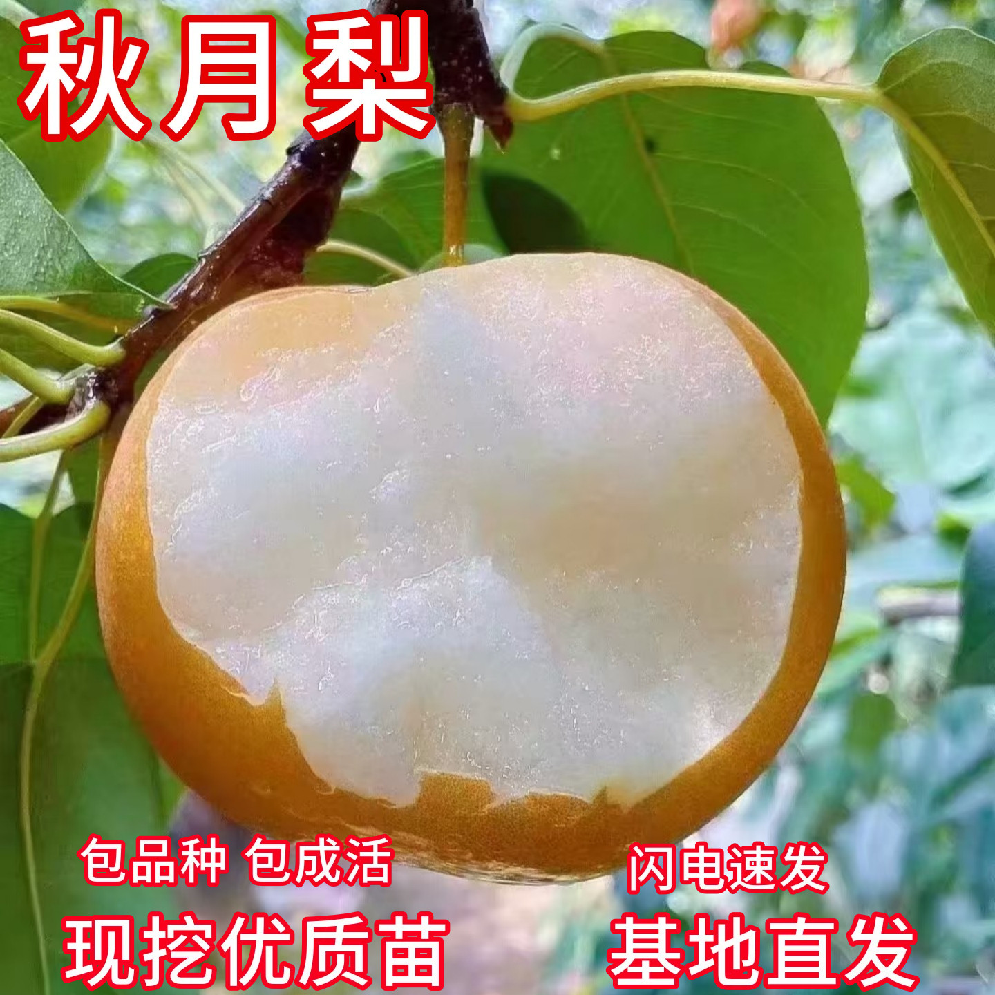 秋月梨树苗耐寒矮化现挖发包成活图片