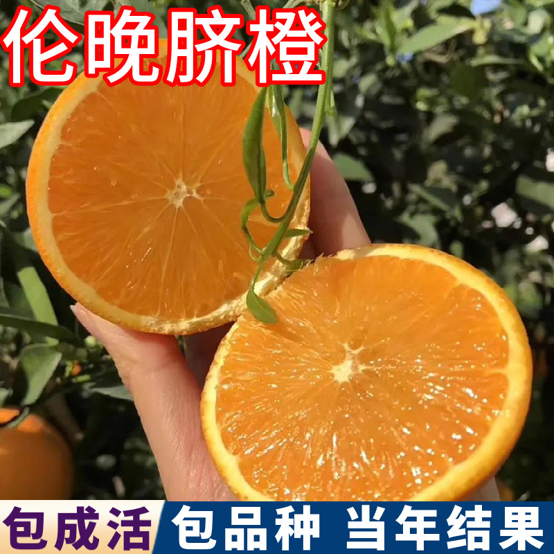 伦晚脐橙树苗带土叶子包活包结果图片