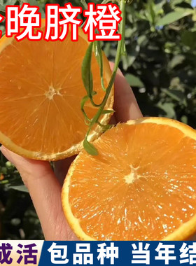 伦晚脐橙树苗带土叶子包活包结果