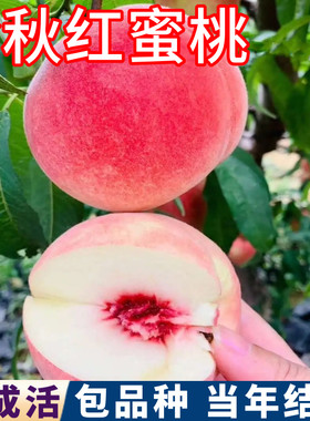 金秋红蜜桃树果苗包成活当年结果