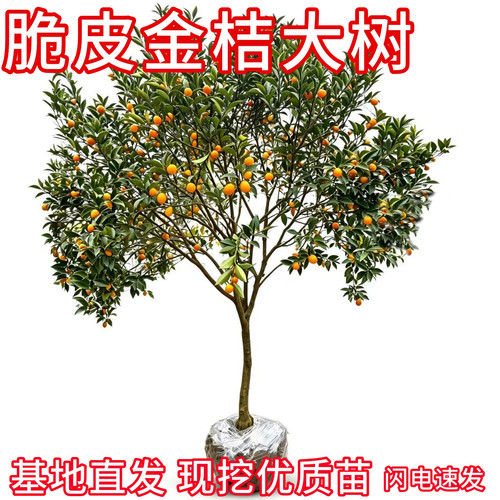 金桔大树苗现挖大土球树形漂亮