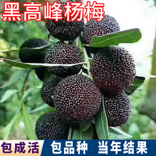 黑高峰杨梅苗南北方庭院地栽大杨梅树苗盆栽嫁接苗早熟当年结果