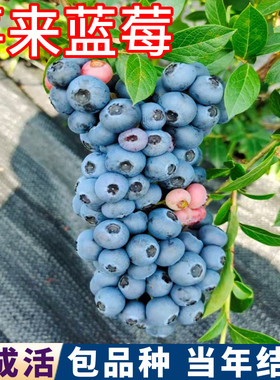 喜来蓝莓树苗包成活当年结果大果