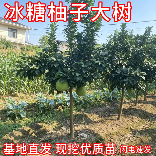 冰糖柚子树大土球现挖当年结果