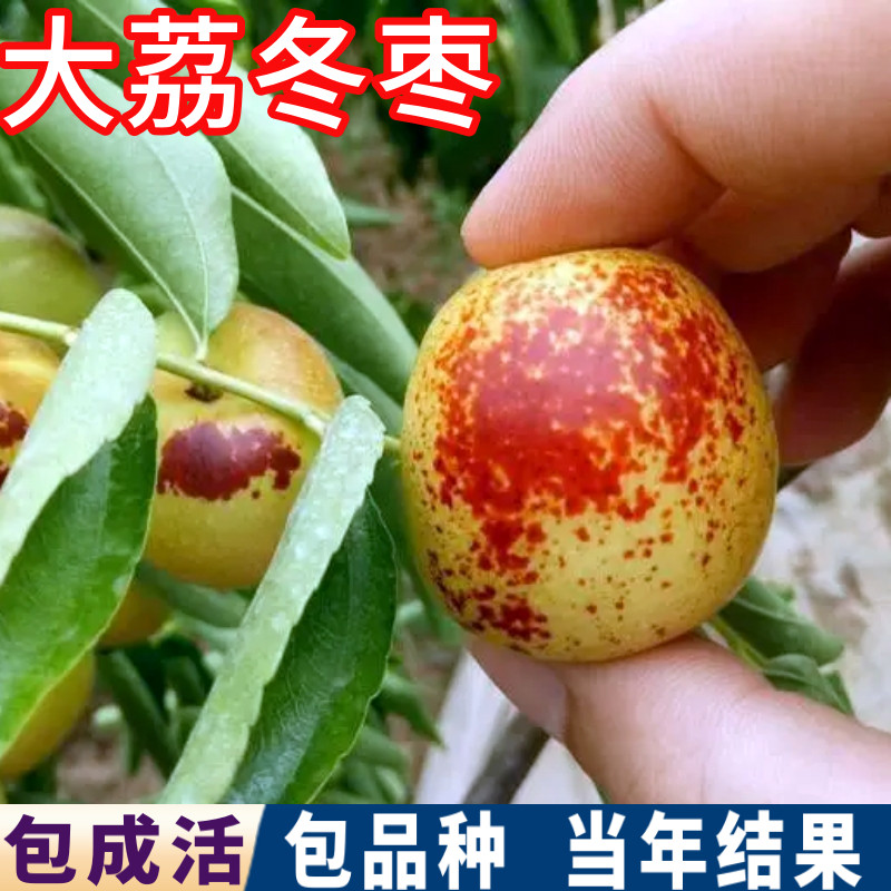 大荔冬枣树苗南北方庭院耐寒特大枣树活苗盆栽嫁接枣子苗当年结果