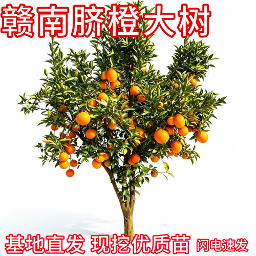 赣南脐橙大树现挖大土球正宗嫁接
