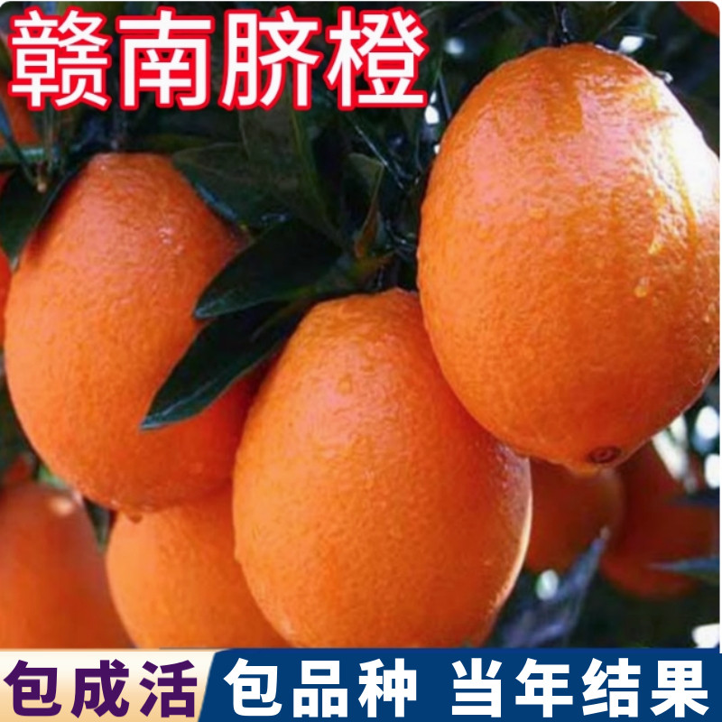 赣南橙子树苗南北方庭院特大脐橙树苗盆栽嫁接苗甜橙子苗当年结果,鲜花速递/花卉仿真/绿植园艺,果树,淘宝优惠券,粉丝福利购,淘宝优惠卷